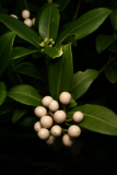 Skimmia japonica 'Wakehurst White' RCP3-10 039.jpg